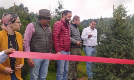 Mas de 20 ranchos silvícolas en las Vigas están listos para la venta de arboles navideños.