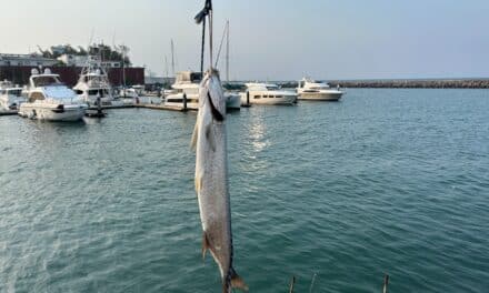 Encabezan cuatro liberaciones el Torneo Internacional del Sábalo de Plata 2024