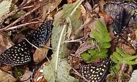 Actos de vandalismo sufre mariposario del Jardín Botánico