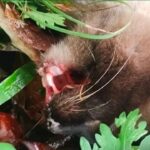 Envenenan a gatos en Agua Santa 2