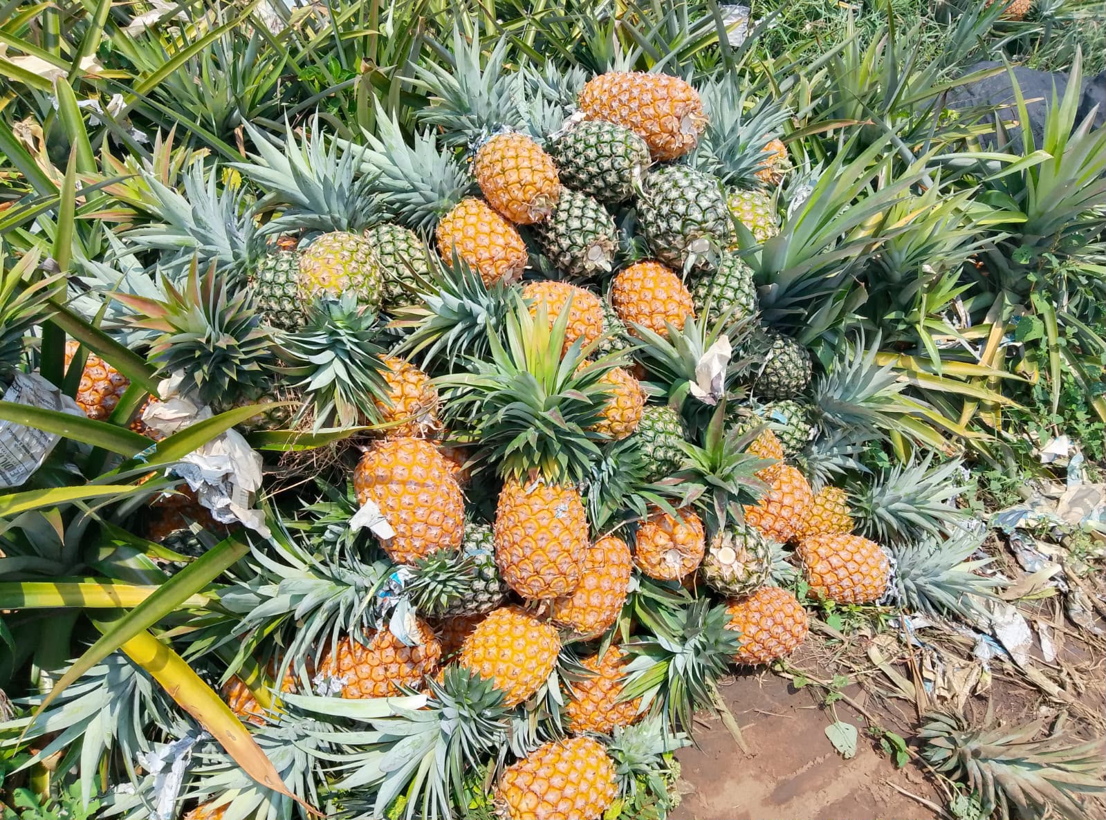 Cosechas a punto de pudrirse. Piñeros de Tlalixcoyan claman por auxilio para salvar su producción